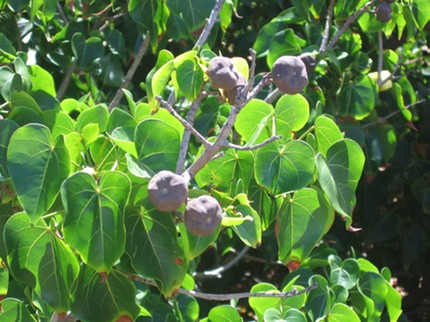 Thespesia populneoides
Porcher  et ses fruits IMG_0212