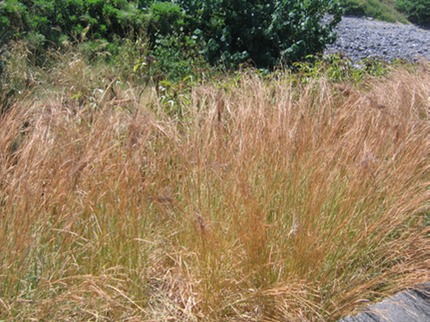 Heteropogon contortus-Pikan-Herbe polisson IMG_0218