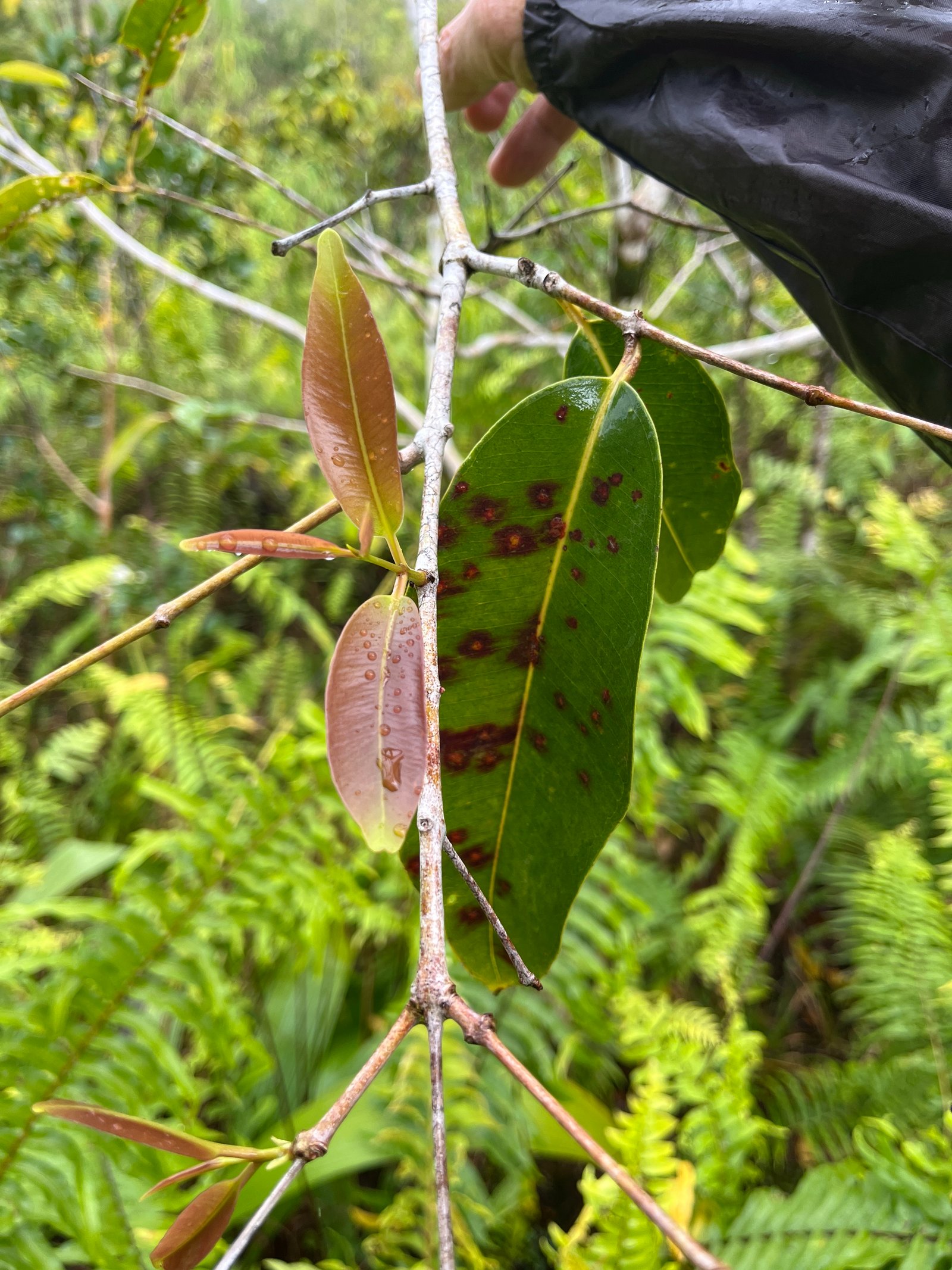7. Syzygium cymosum - Bois de pomme rouge - Myrtacée - BIMG_1069.JPG
