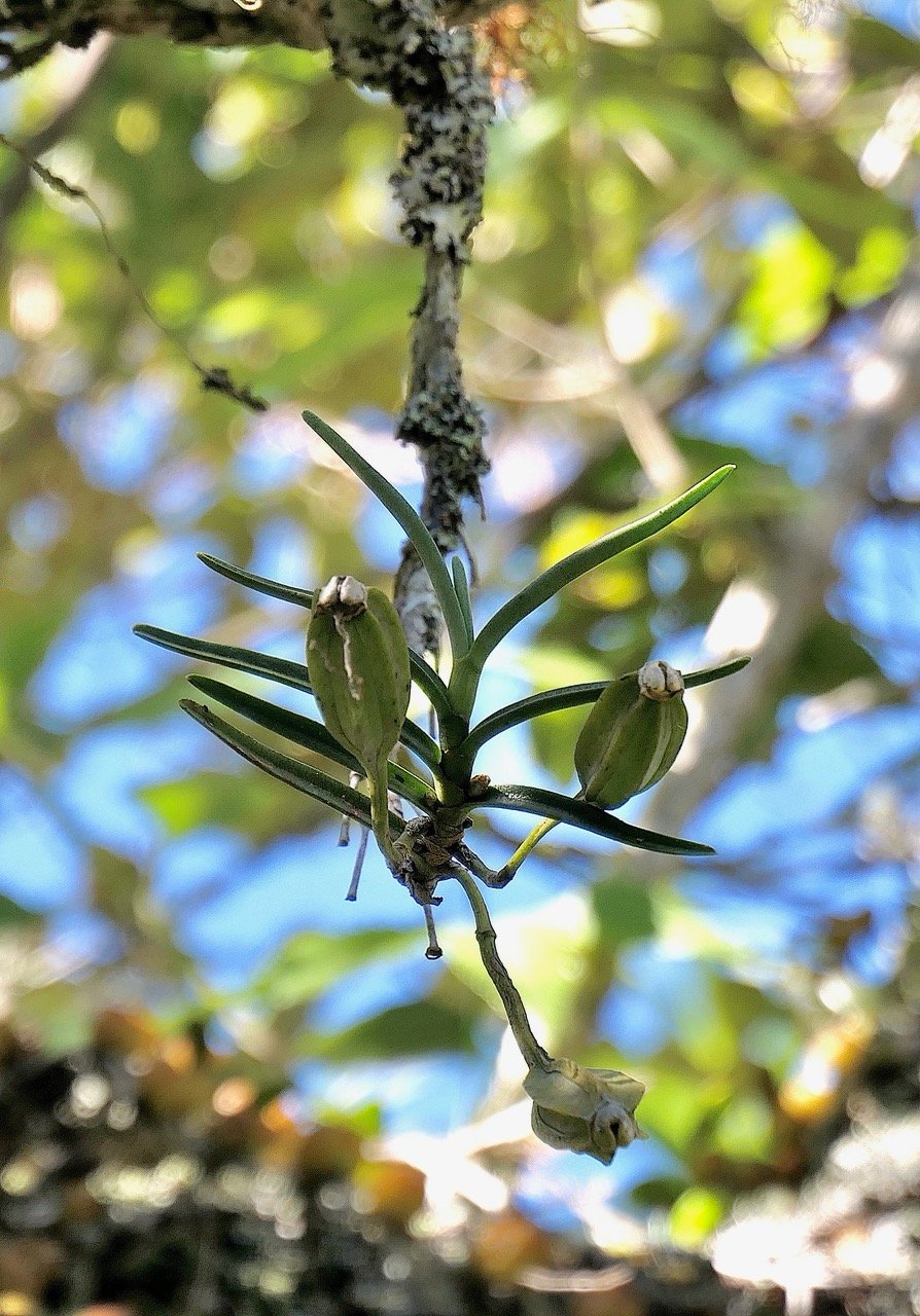 ?? Angraecum cornigerum.orchidaceae.endémique Réunion. P1164300.jpeg