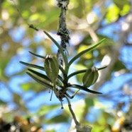 ?? Angraecum cornigerum.orchidaceae.endémique Réunion. P1164300.jpeg