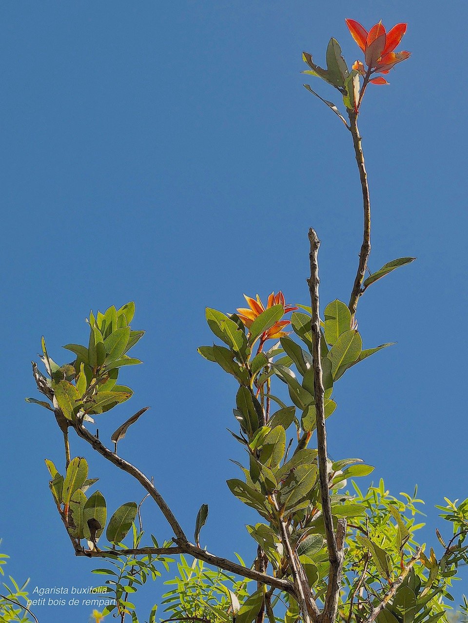 Agarista buxifolia.petit bois de rempartP1164372.jpeg