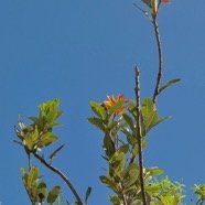 Agarista buxifolia.petit bois de rempartP1164372.jpeg
