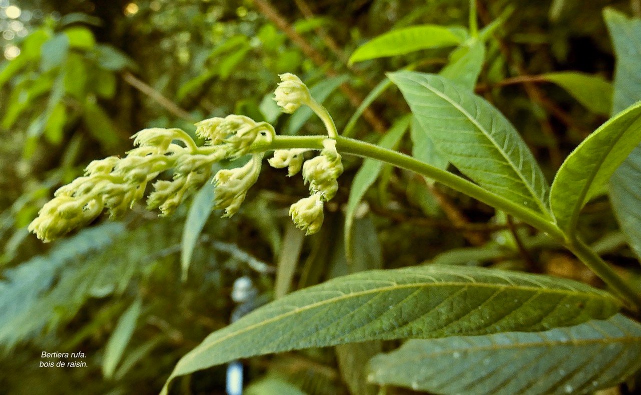 Bertiera rufa. bois de raisin. rubiaceae. endémique Réunion. (1).jpeg