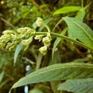 Bertiera rufa. bois de raisin. rubiaceae. endémique Réunion. (1).jpeg