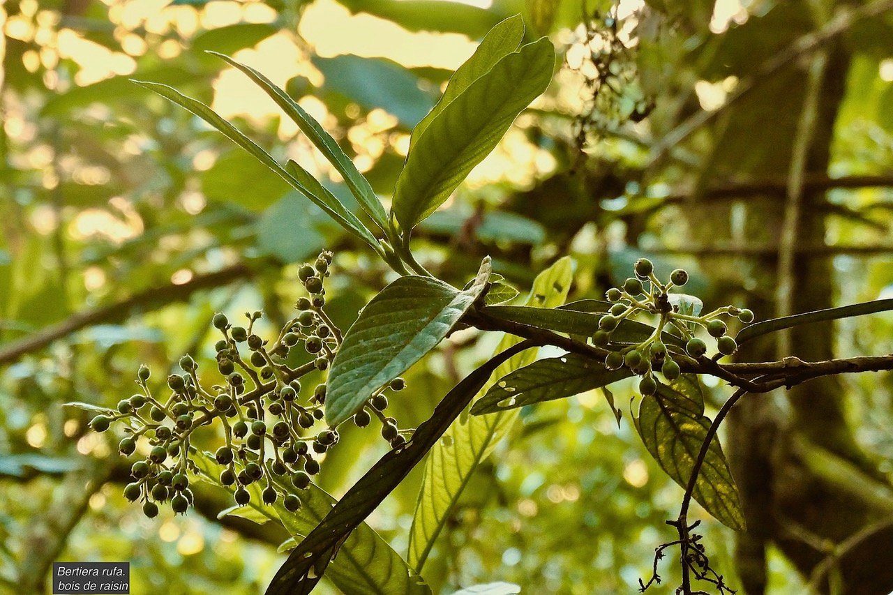 Bertiera rufa. bois de raisin. rubiaceae. endémique Réunion. (3).jpeg