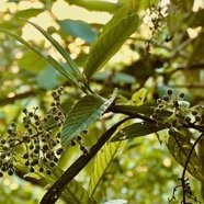Bertiera rufa. bois de raisin. rubiaceae. endémique Réunion. (3).jpeg