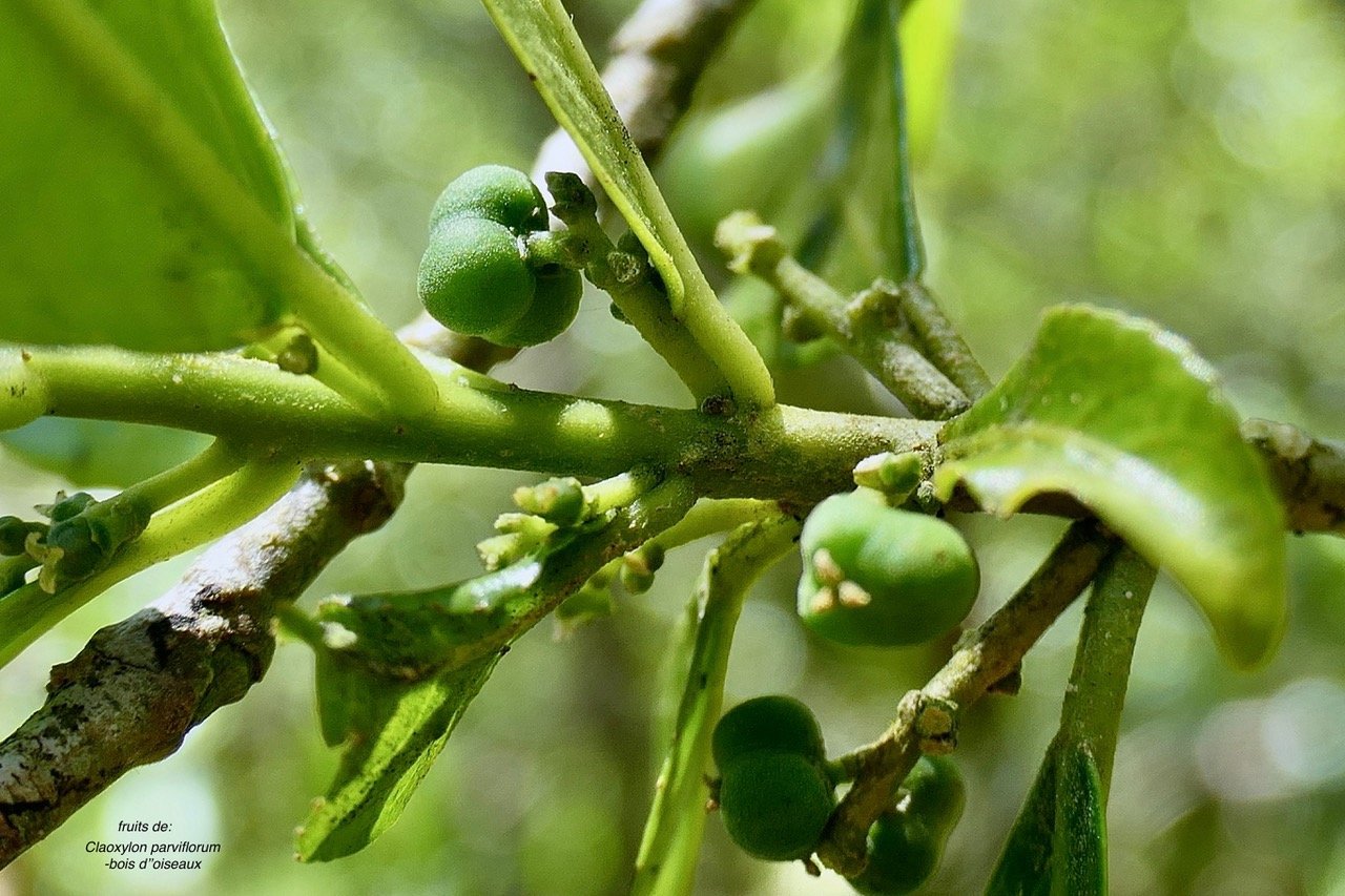 Claoxylon parviflorum -bois d&rsquo;&rsquo;oiseaux( fruits  ) .euphorbiaceae.endémique Réunion Maurice Rodrigues. P1164398.jpeg