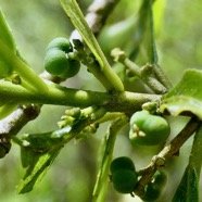 Claoxylon parviflorum -bois d&rsquo;&rsquo;oiseaux( fruits  ) .euphorbiaceae.endémique Réunion Maurice Rodrigues. P1164398.jpeg