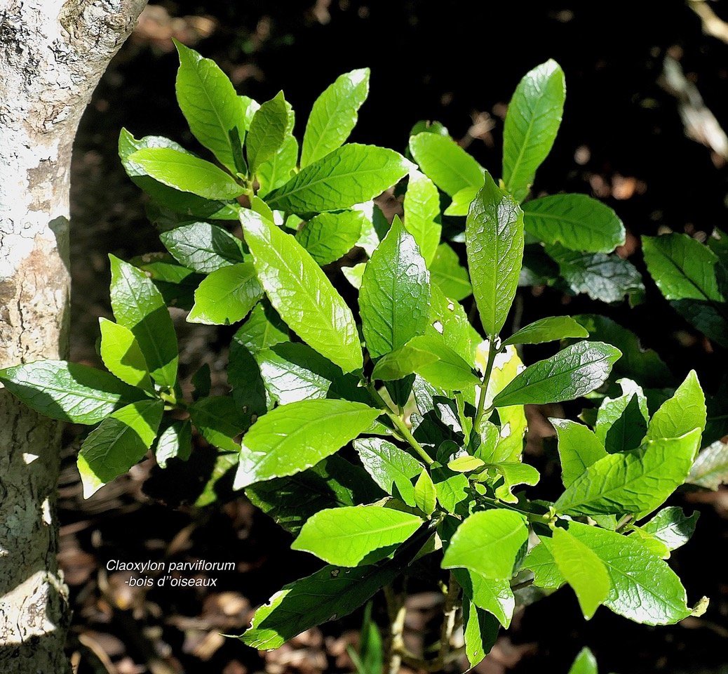 Claoxylon parviflorum -bois d&rsquo;&rsquo;oiseaux.euphorbiaceae.endémique Réunion Maurice Rodrigues..jpeg