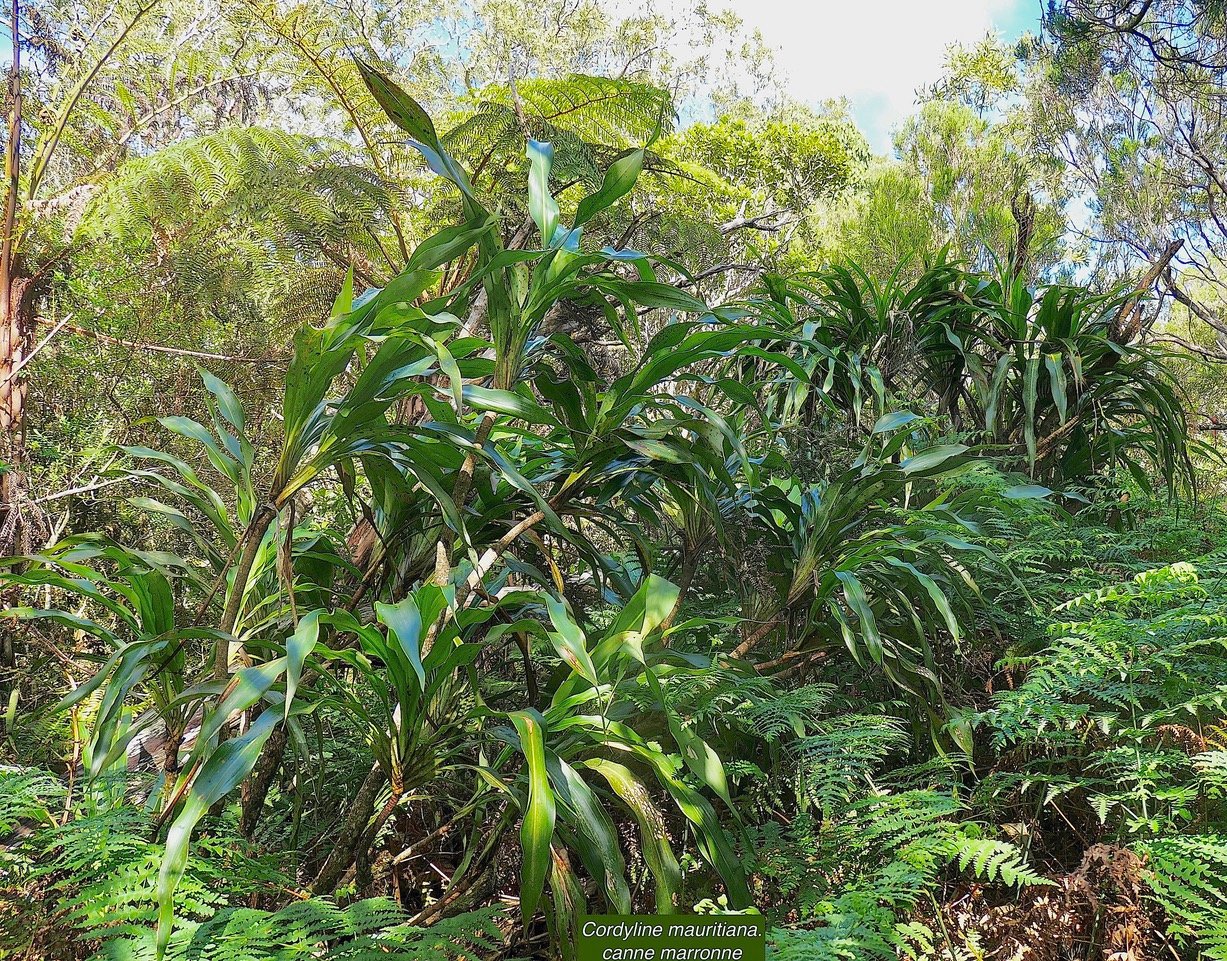 Cordyline mauritiana.canne marronne.asparagaceae.endémique Réunion Maurice..jpeg