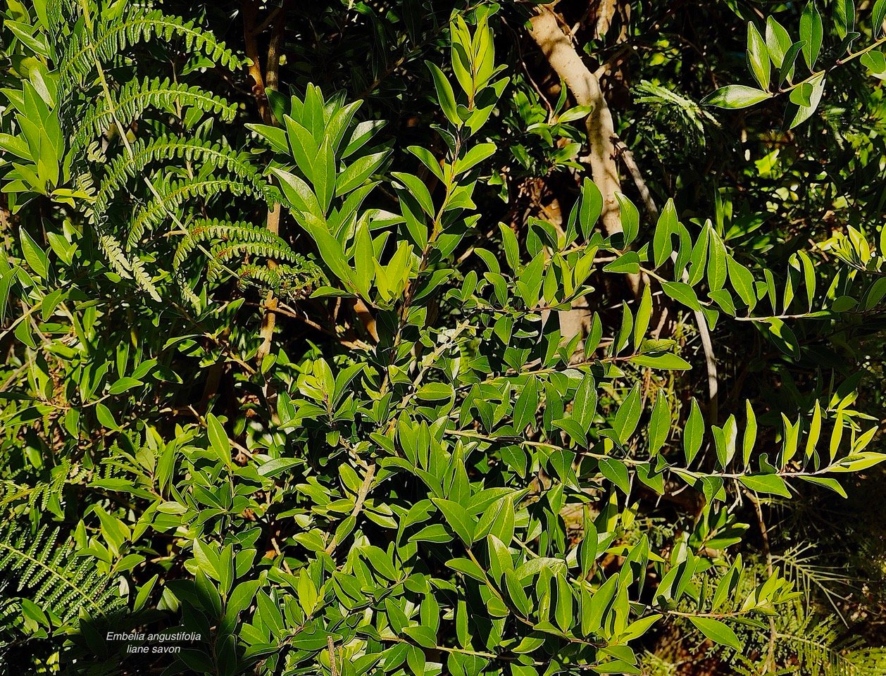 Embelia angustifolia  liane savon.jpeg
