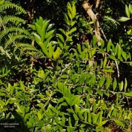 Embelia angustifolia  liane savon.jpeg
