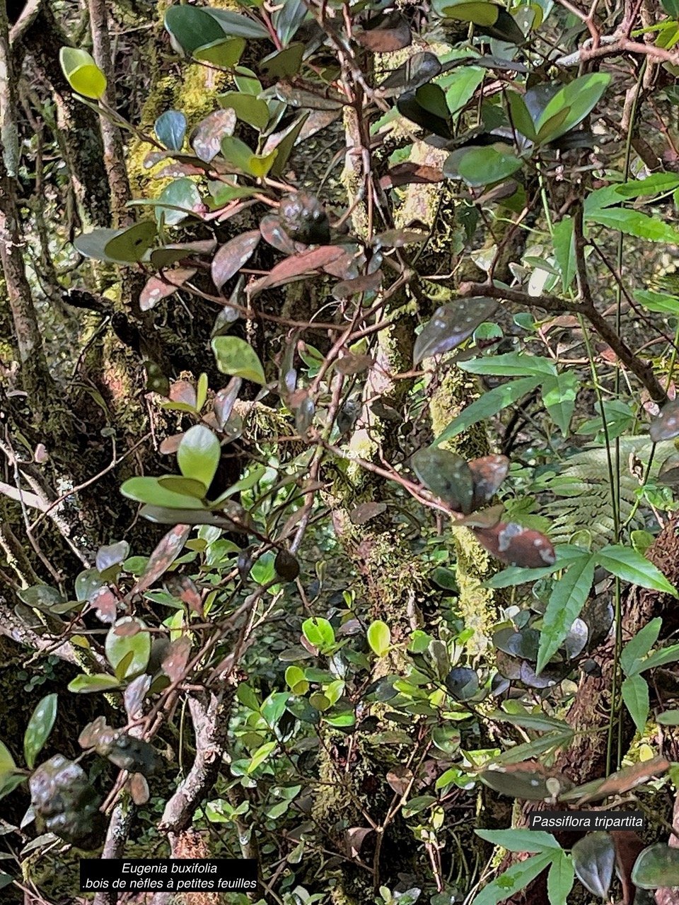 Eugenia buxifolia .bois de nèfles à petites feuilles.myrtaceae. endémique Réunion. et à droitePassiflora tripartita (Juss.) Poir. var. mollissima.fruit de la passion banane.passifloraceae.cultivé.très envahissant. .jpeg