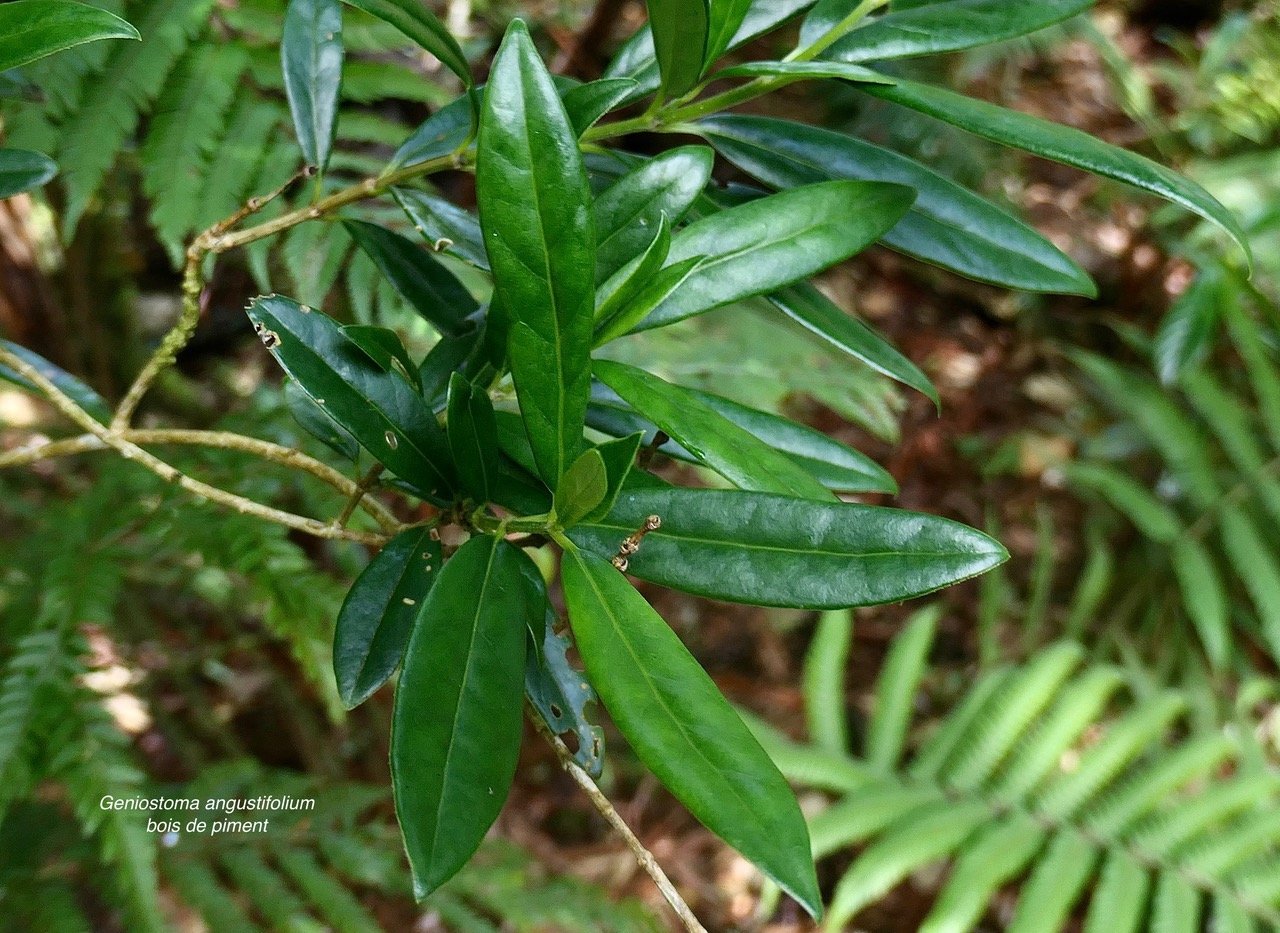 Geniostoma angustifolium bois de piment .bois bleu. bois de piment; bois de rat. loganiaceae. endémique Réunion Maurice..jpeg