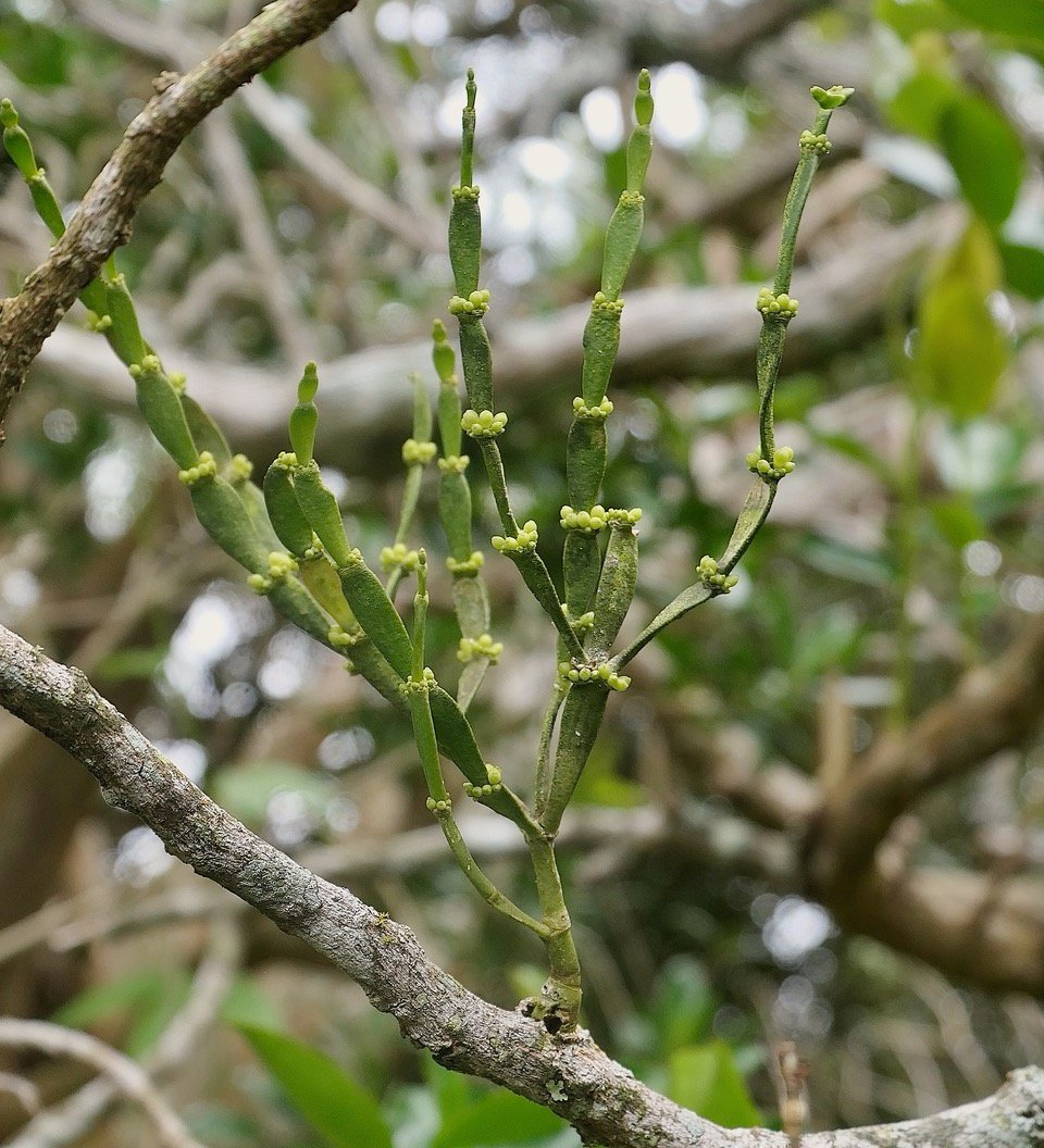 Korthalsella gaudichaudii. ? santalaceae.indigène Réunion.jpeg
