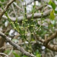Korthalsella gaudichaudii. ? santalaceae.indigène Réunion.jpeg