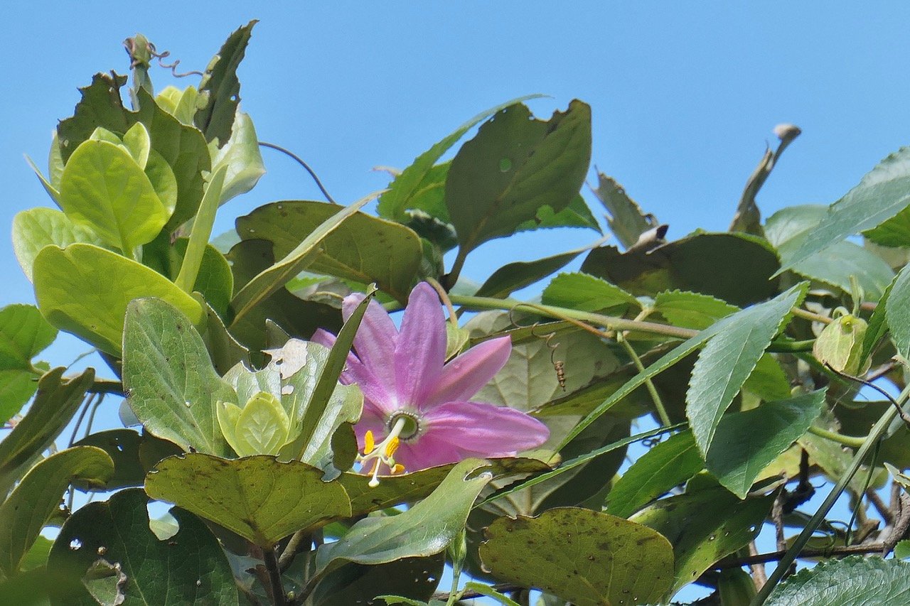 liane Passiflora tripartita  var. mollissima.fruit de la passion banane.passifloraceae très envahissant. fleurie au sommet de-Monimia rotundifolia  mapou à grandes feuilles monimiaceae endémique Réunion.jpeg