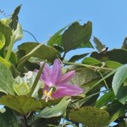 liane Passiflora tripartita  var. mollissima.fruit de la passion banane.passifloraceae très envahissant. fleurie au sommet de-Monimia rotundifolia  mapou à grandes feuilles monimiaceae endémique Réunion.jpeg