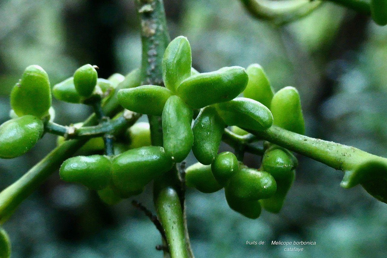 Melicope borbonica .catafaye .petit bois de catafaye .( fruits verts ) rutaceae.endémique Réunion..jpeg