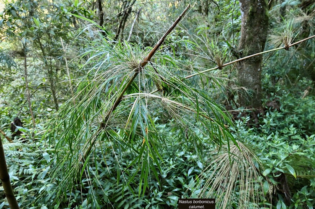 Nastus borbonicus.calumet. bambou de la Rénion.poaceae.endémique Réunion..jpeg