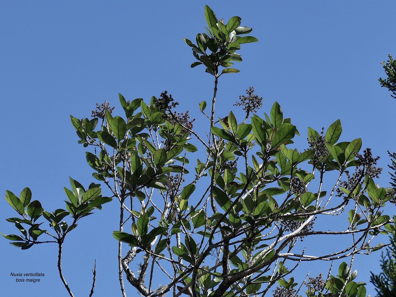 Nuxia verticillata.bois maigre.stilbaceae.endémique Réunion Maurice. P1164390.jpeg