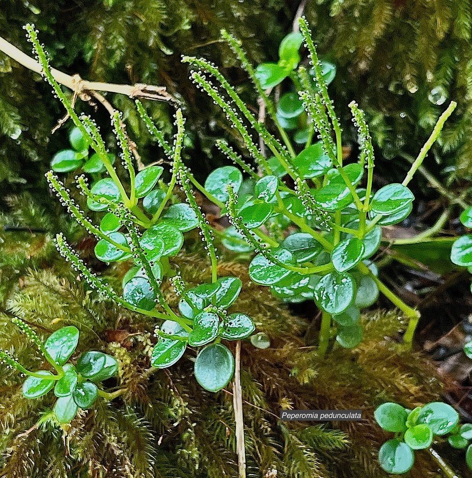 Peperomia pedunculata .piperaceae.endémique Réunion. (1).jpeg