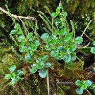 Peperomia pedunculata .piperaceae.endémique Réunion. (1).jpeg