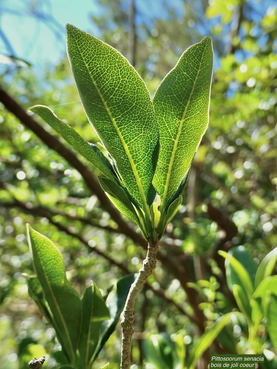 Pittosporum senacia.subsp reticulatum.bois de joli coeur des hauts.pittosporaceae.endémique Réunion. P1164361.jpeg