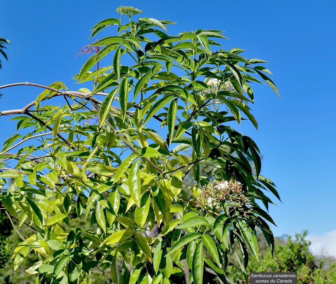 Sambucus canadensis.sureau du Canada.caprifoliaceae.espèce cultivée.  P1164279.jpeg