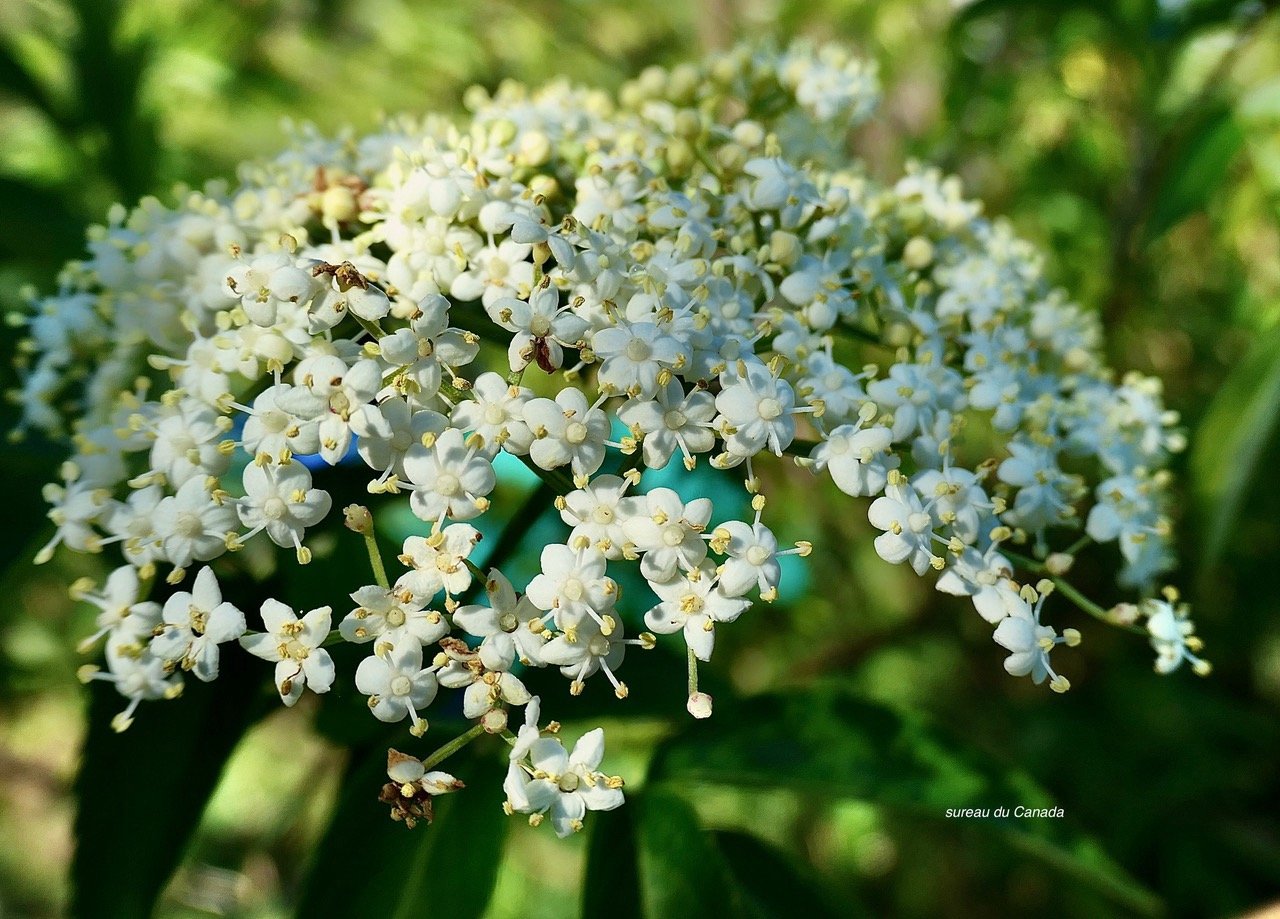 Sambucus canadensis.sureau du Canada.caprifoliaceae.espèce cultivée.  P1164283.jpeg