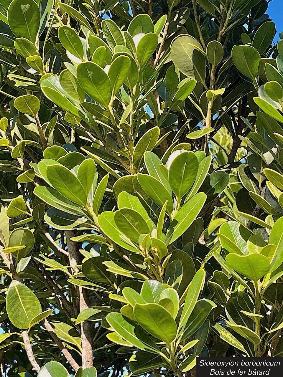 Sideroxylon borbonicum  Bois de fer bâtard .natte coudine .sapotaceae.endémique Réunion (1).jpeg