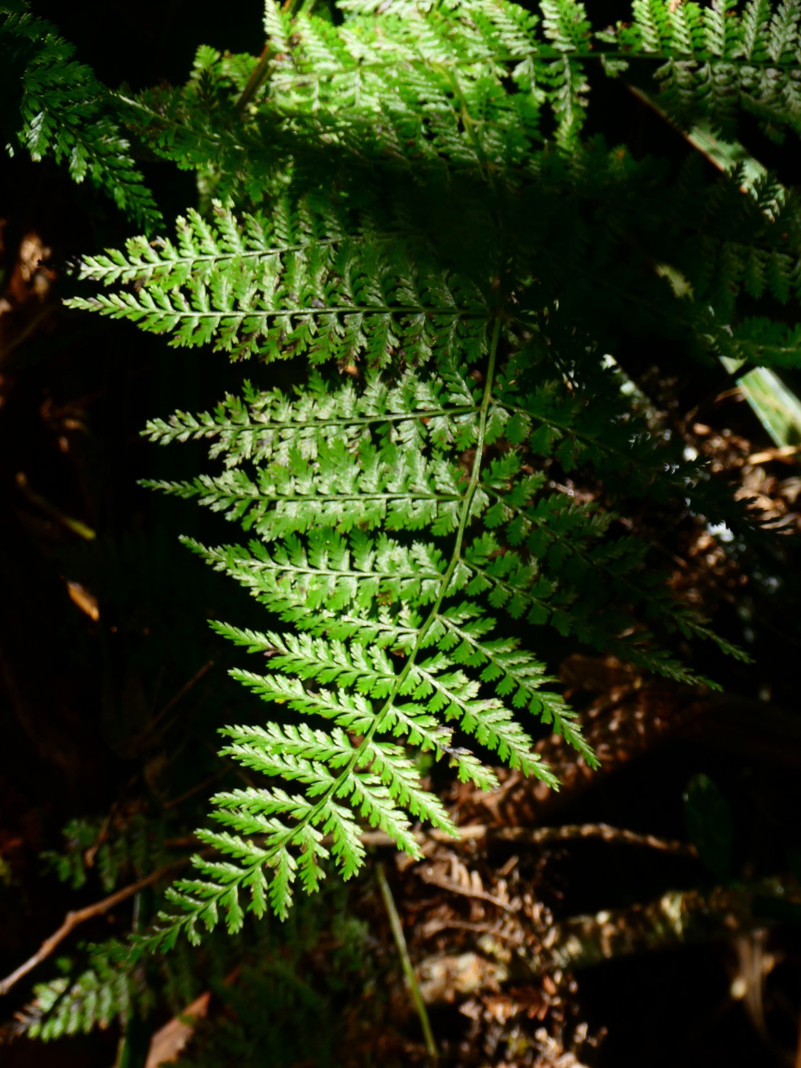 Asplenium affine.JPG