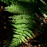 Asplenium affine.JPG