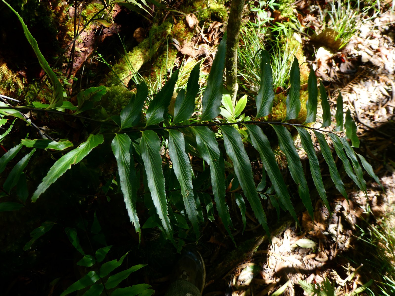 Asplenium nitens.JPG