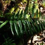Asplenium nitens.JPG