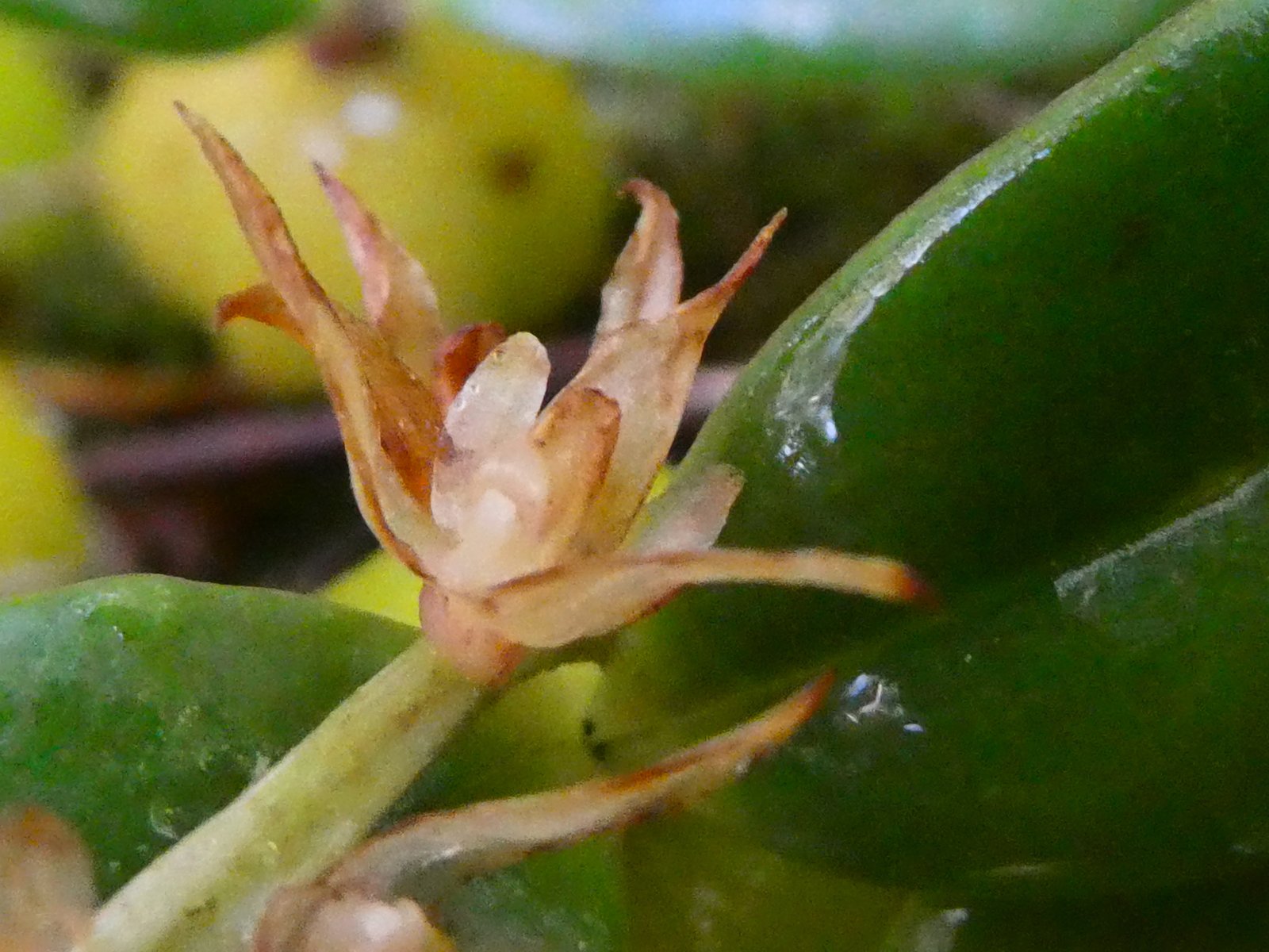 Bulbophyllum nutans (12).JPG