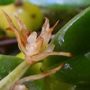 Bulbophyllum nutans (12).JPG
