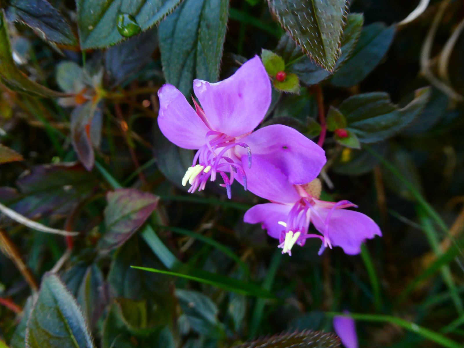 Centradenia inaequilateralis.JPG