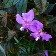 Centradenia inaequilateralis.JPG