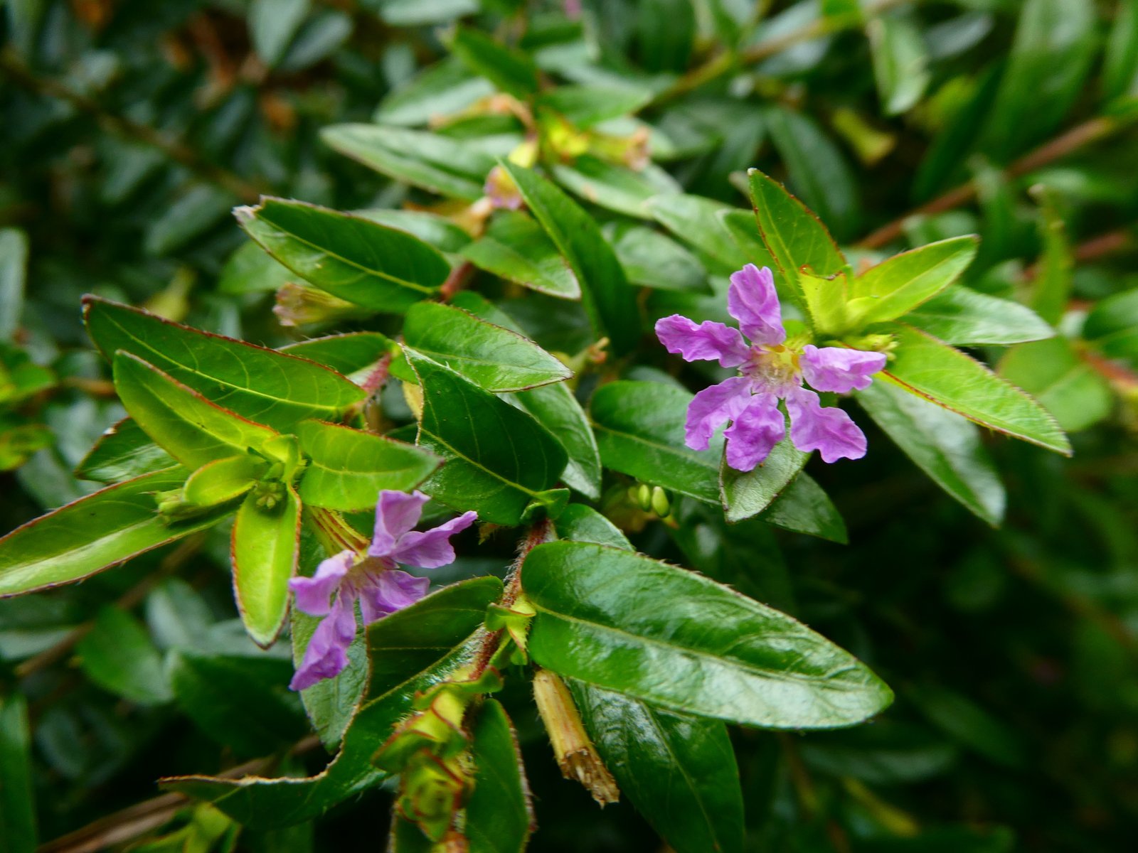 Cuphea hyssopifolia (4).JPG