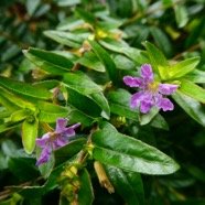 Cuphea hyssopifolia (4).JPG