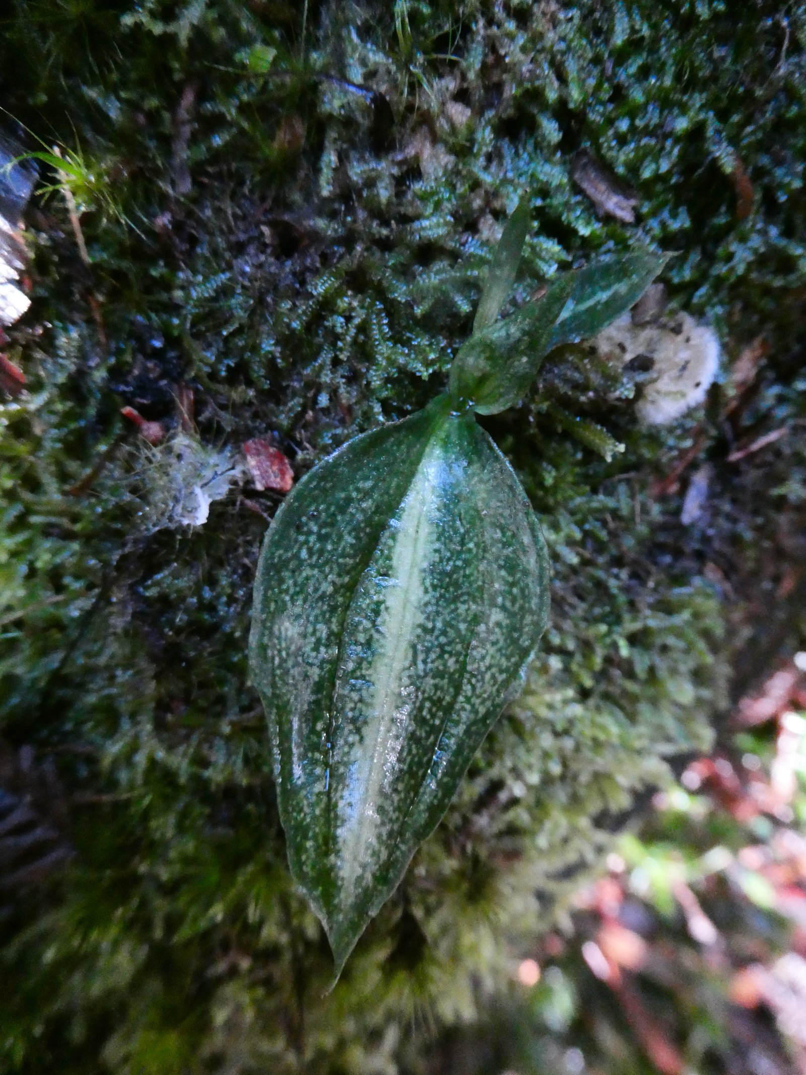Cynorkis squamosa (2).JPG