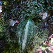 Cynorkis squamosa (2).JPG