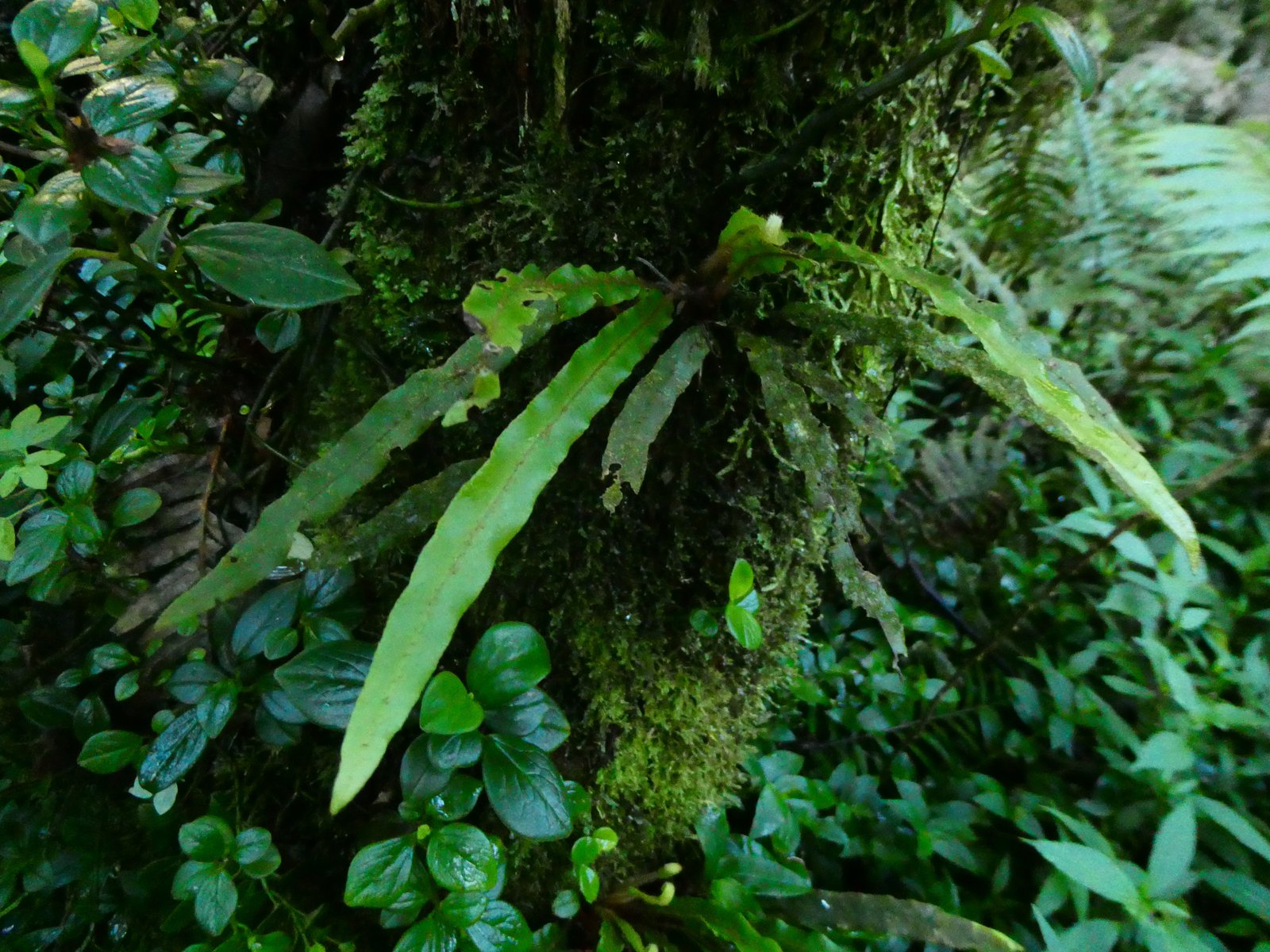 Elaphoglossum aubertii.JPG
