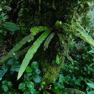 Elaphoglossum aubertii.JPG