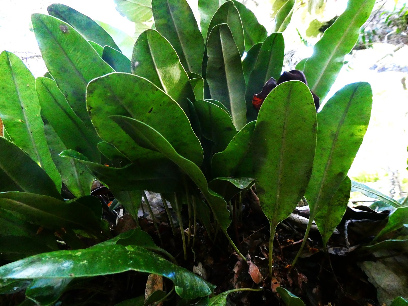 Elaphoglossum macropodium.JPG