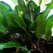 Elaphoglossum macropodium.JPG