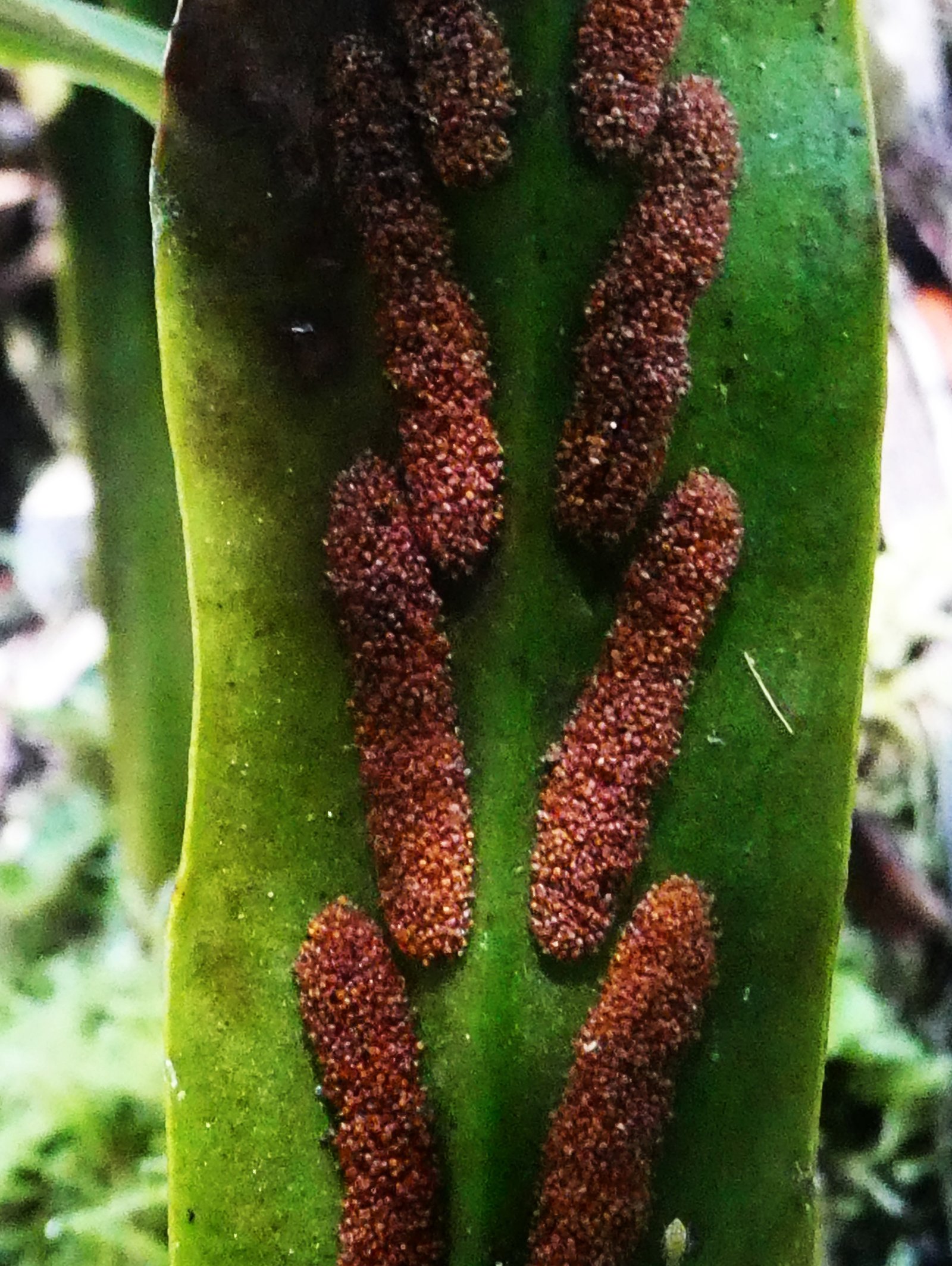 Loxogramme lanceolata.JPG