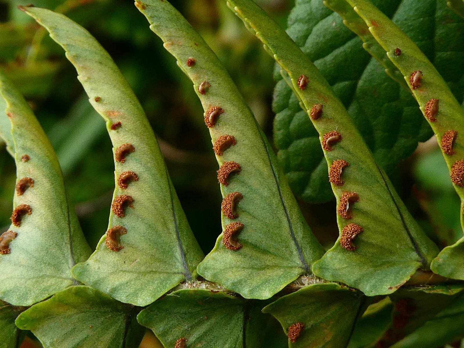 Nephrolepis undulata.JPG